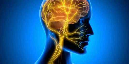 Practical Guide to Enhancing Nervous System Regulation for Better Bioenergetic Health